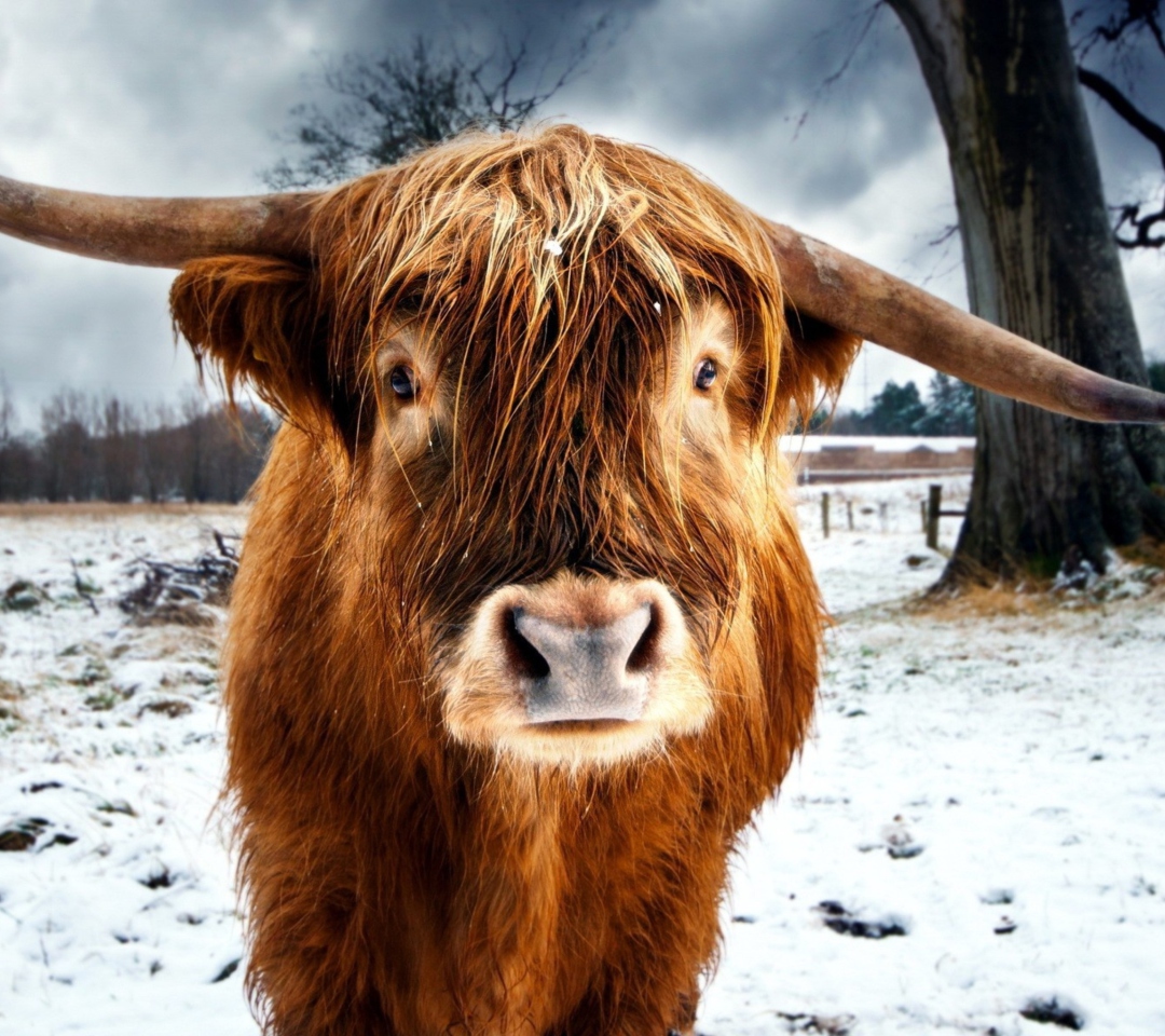 Screenshot №1 pro téma Highland Cow 1080x960