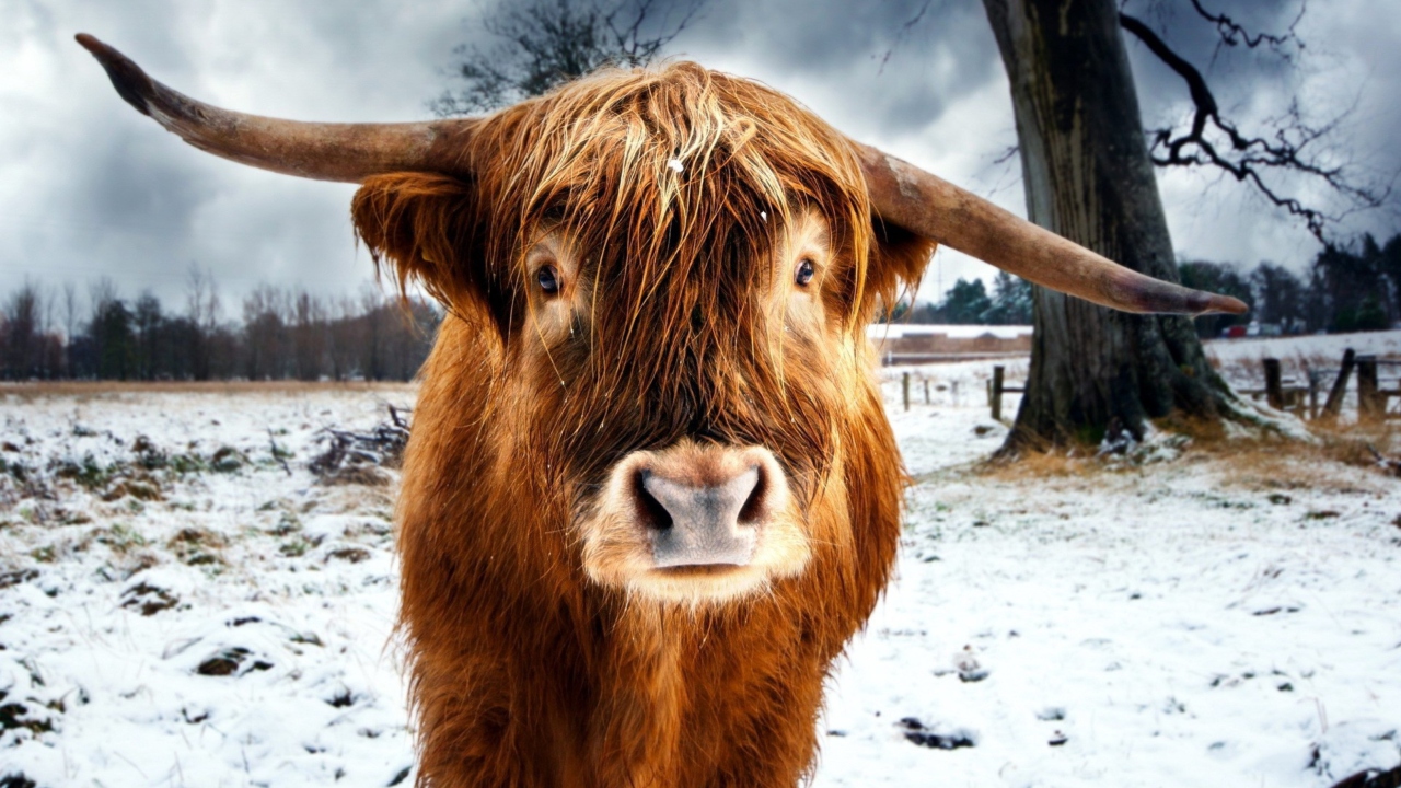 Highland Cow wallpaper 1280x720