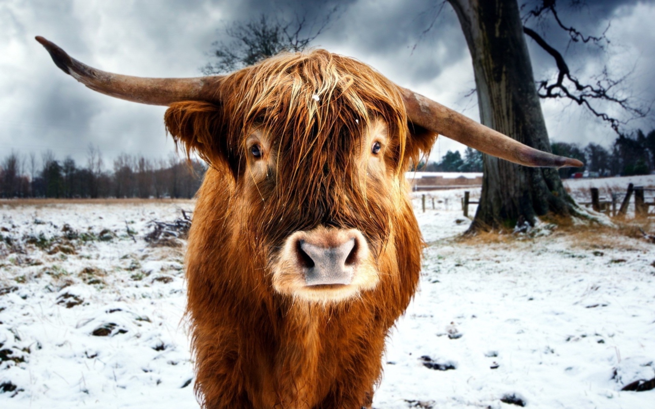 Highland Cow wallpaper 1280x800