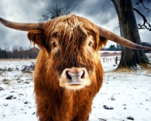 Fondo de pantalla Highland Cow 220x176