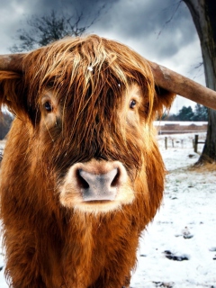 Sfondi Highland Cow 240x320