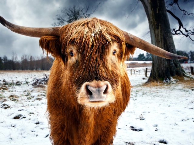 Highland Cow wallpaper 640x480