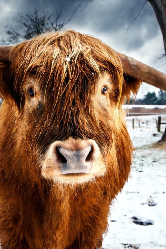 Das Highland Cow Wallpaper 640x960