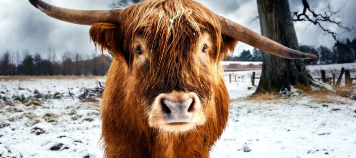 Highland Cow wallpaper 720x320