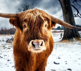 Kostenloses Highland Cow Wallpaper für 2048x2048