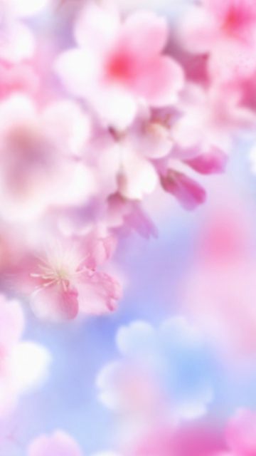 Das Pink Blossoms Wallpaper 360x640