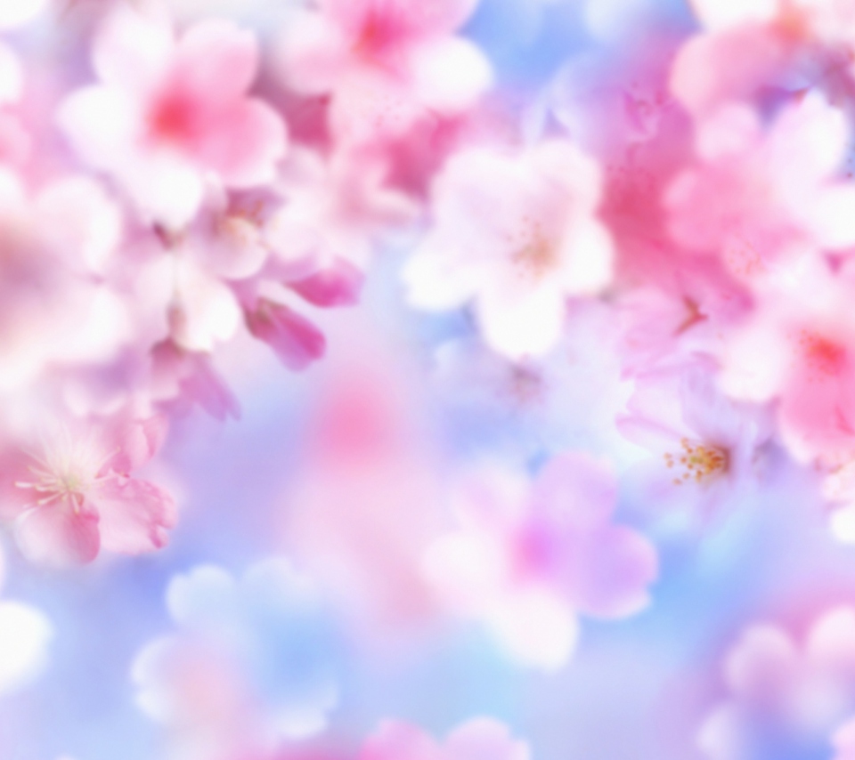 Das Pink Blossoms Wallpaper 960x854