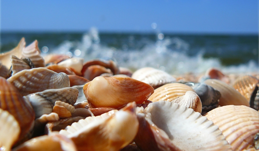 Das Seashells On Beach Wallpaper 1024x600