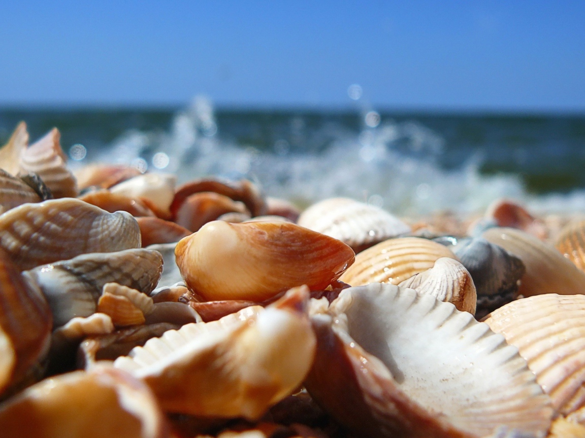 Обои Seashells On Beach 1152x864