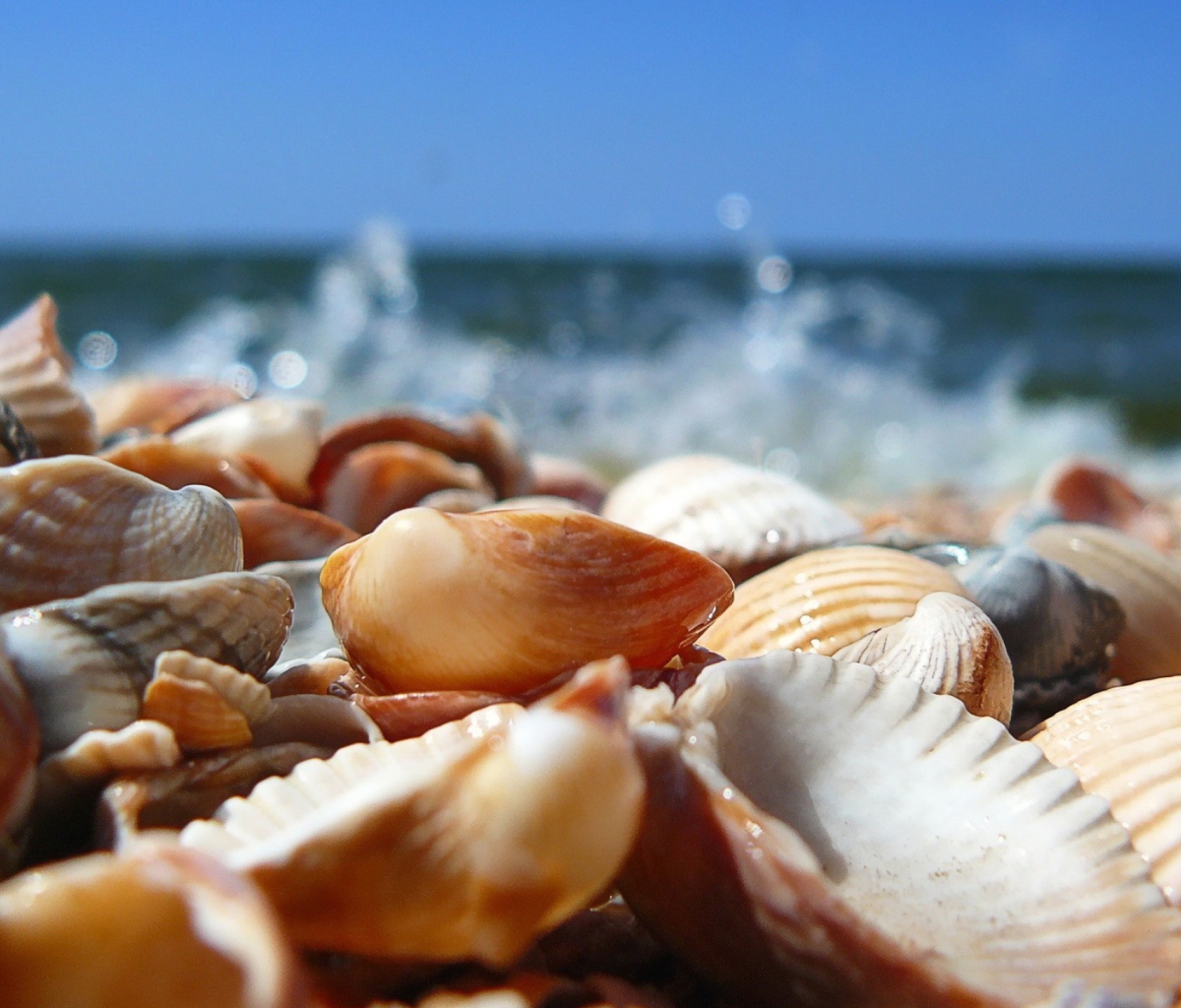Обои Seashells On Beach 1200x1024