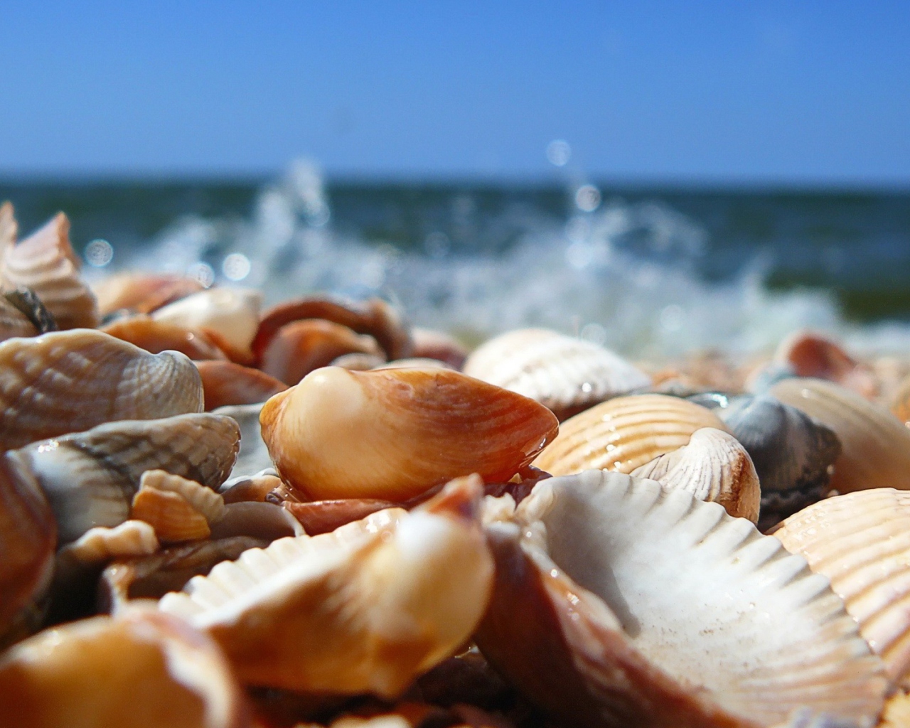 Screenshot №1 pro téma Seashells On Beach 1280x1024