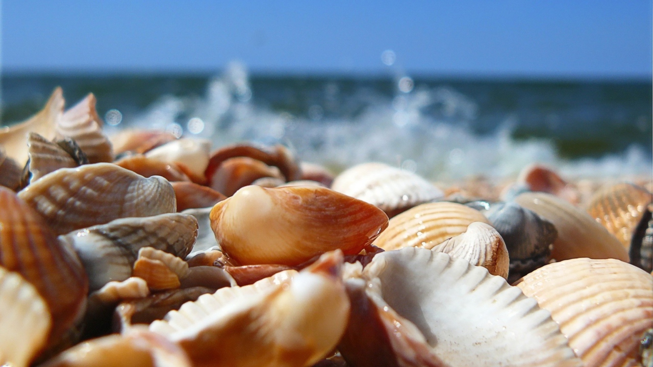 Seashells On Beach wallpaper 1280x720