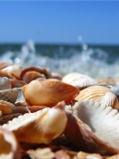Screenshot №1 pro téma Seashells On Beach 132x176