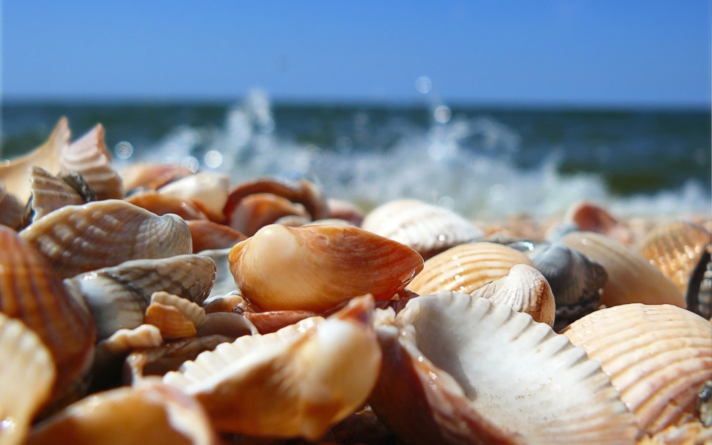 Screenshot №1 pro téma Seashells On Beach 1440x900