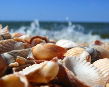 Das Seashells On Beach Wallpaper 220x176