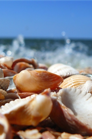 Обои Seashells On Beach 320x480