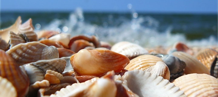 Fondo de pantalla Seashells On Beach 720x320