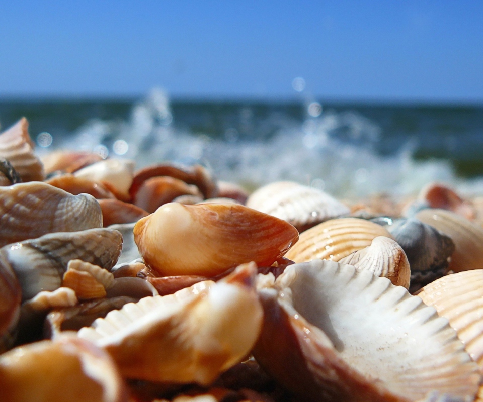 Обои Seashells On Beach 960x800