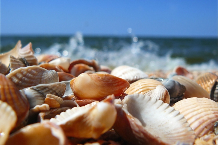 Seashells On Beach wallpaper