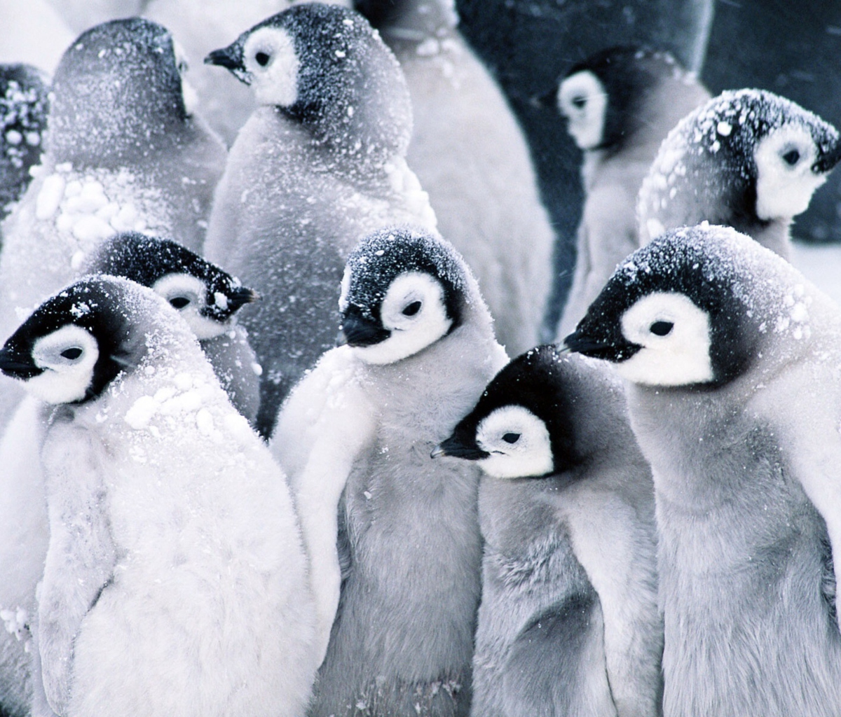 Обои Frozen Penguins 1200x1024