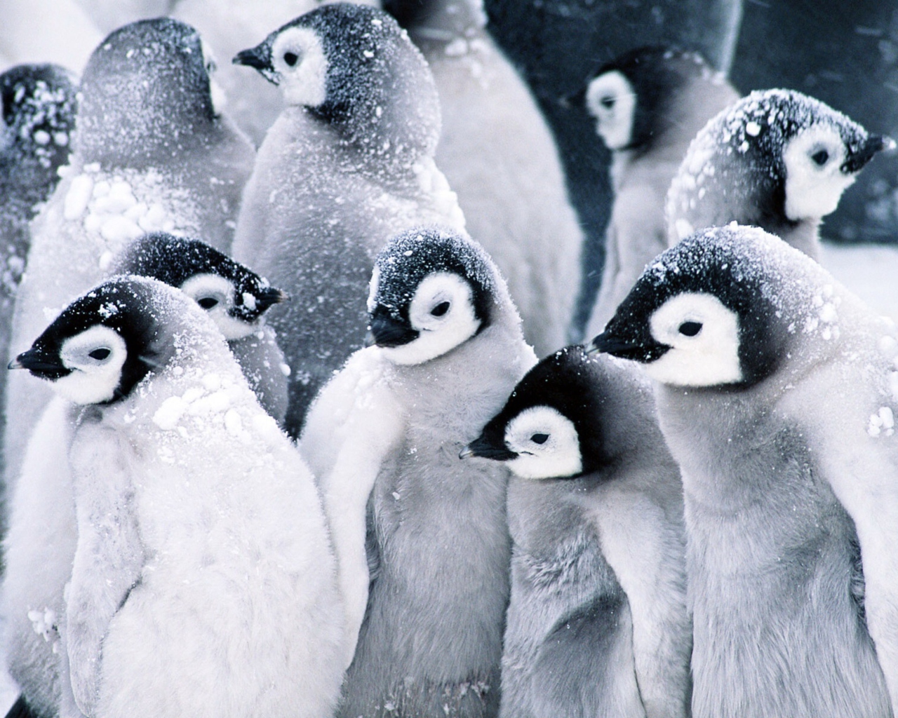 Screenshot №1 pro téma Frozen Penguins 1280x1024
