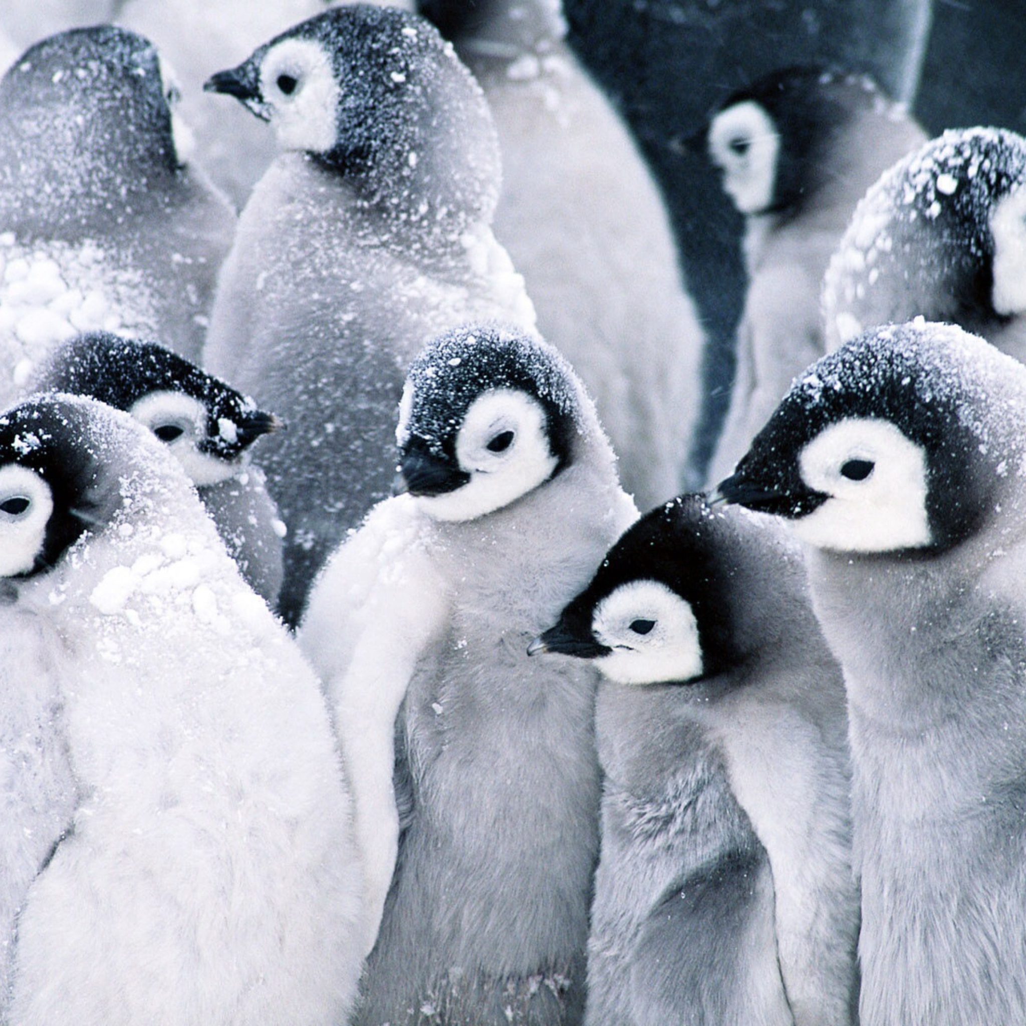 Fondo de pantalla Frozen Penguins 2048x2048