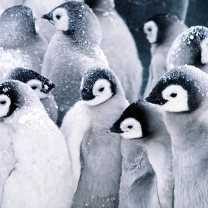 Fondo de pantalla Frozen Penguins 208x208