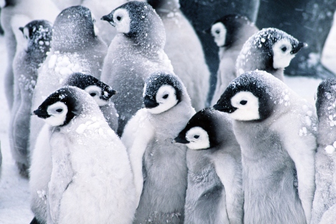 Das Frozen Penguins Wallpaper 480x320