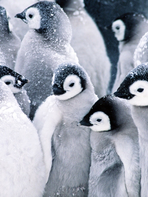 Sfondi Frozen Penguins 480x640