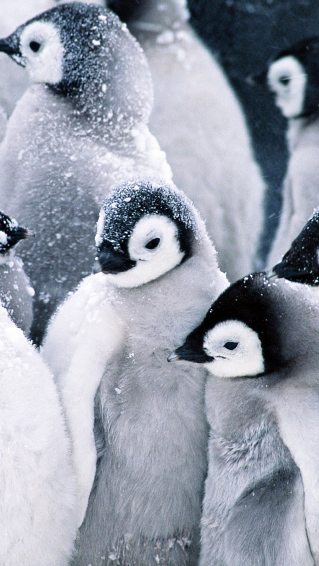 Frozen Penguins wallpaper 640x1136