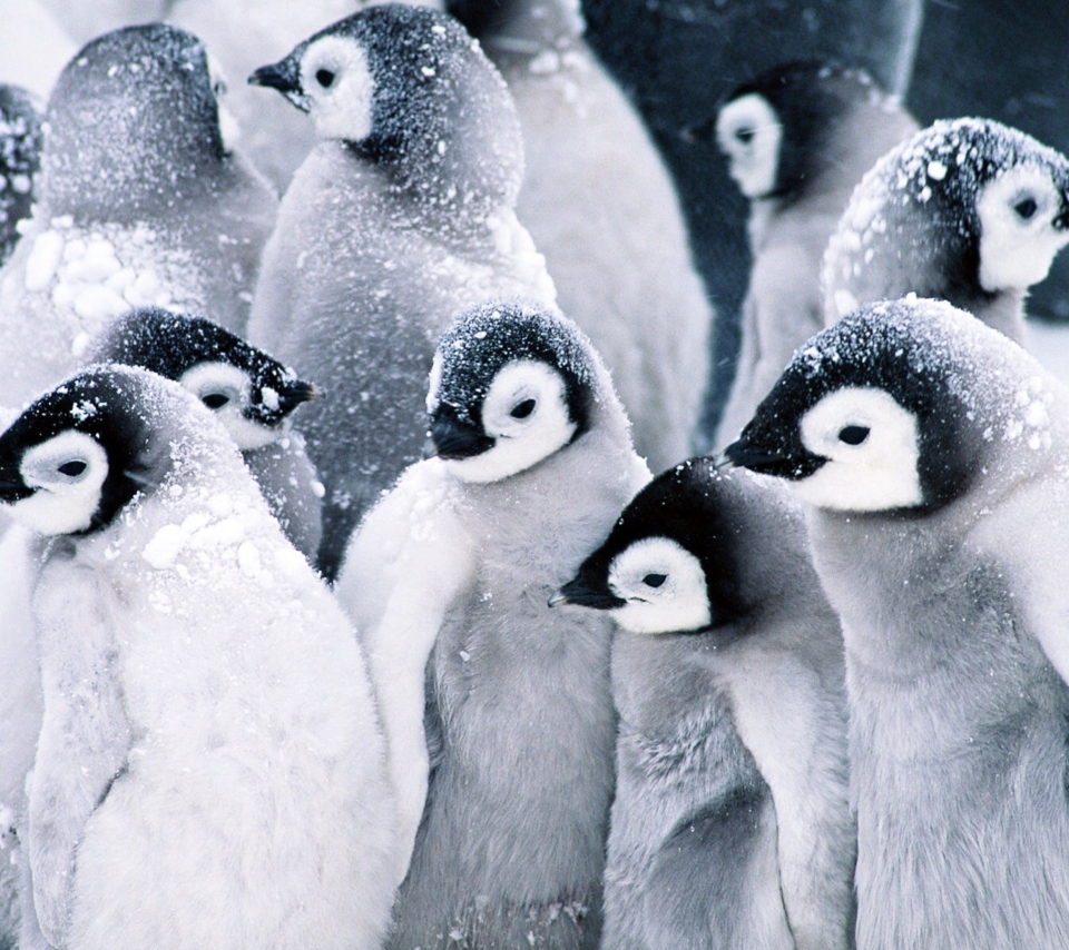 Обои Frozen Penguins 960x854
