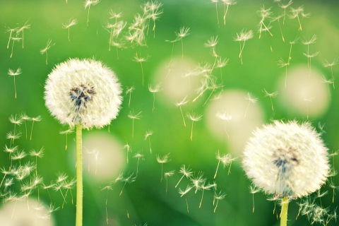 Fondo de pantalla Dandelion Time 480x320