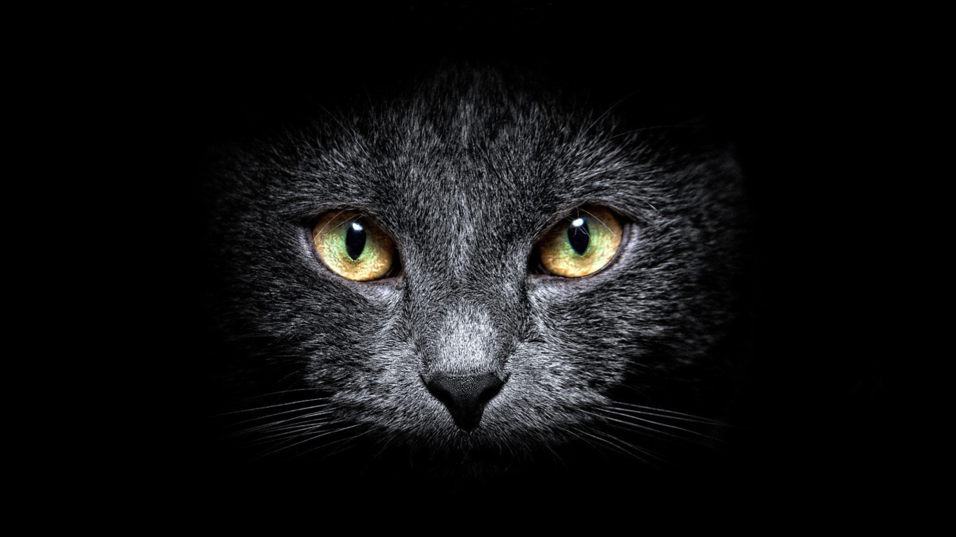Black Cat In Dark screenshot #1 1366x768