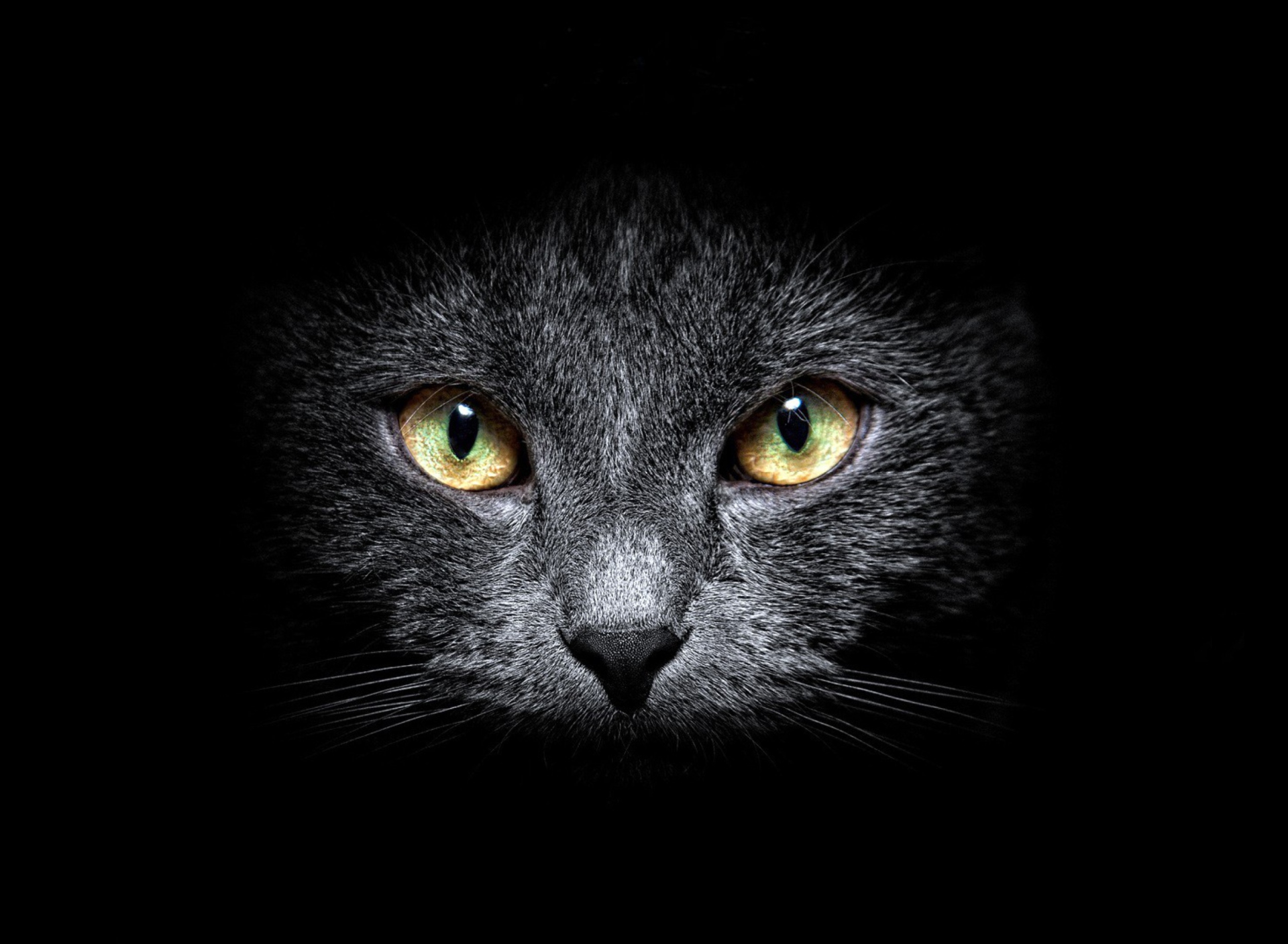 Screenshot №1 pro téma Black Cat In Dark 1920x1408