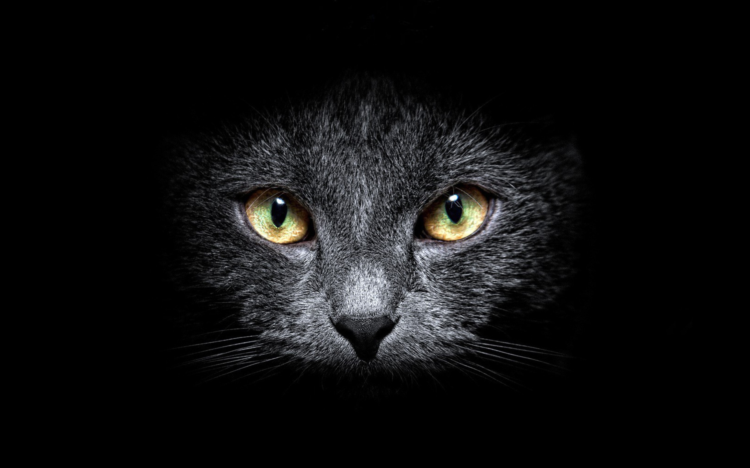 Screenshot №1 pro téma Black Cat In Dark 2560x1600