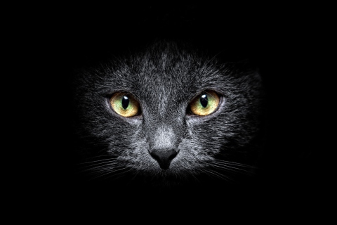 Das Black Cat In Dark Wallpaper 480x320