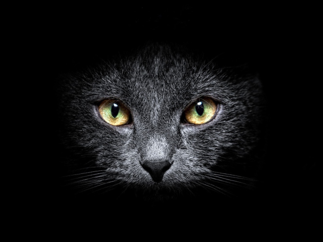 Sfondi Black Cat In Dark 640x480