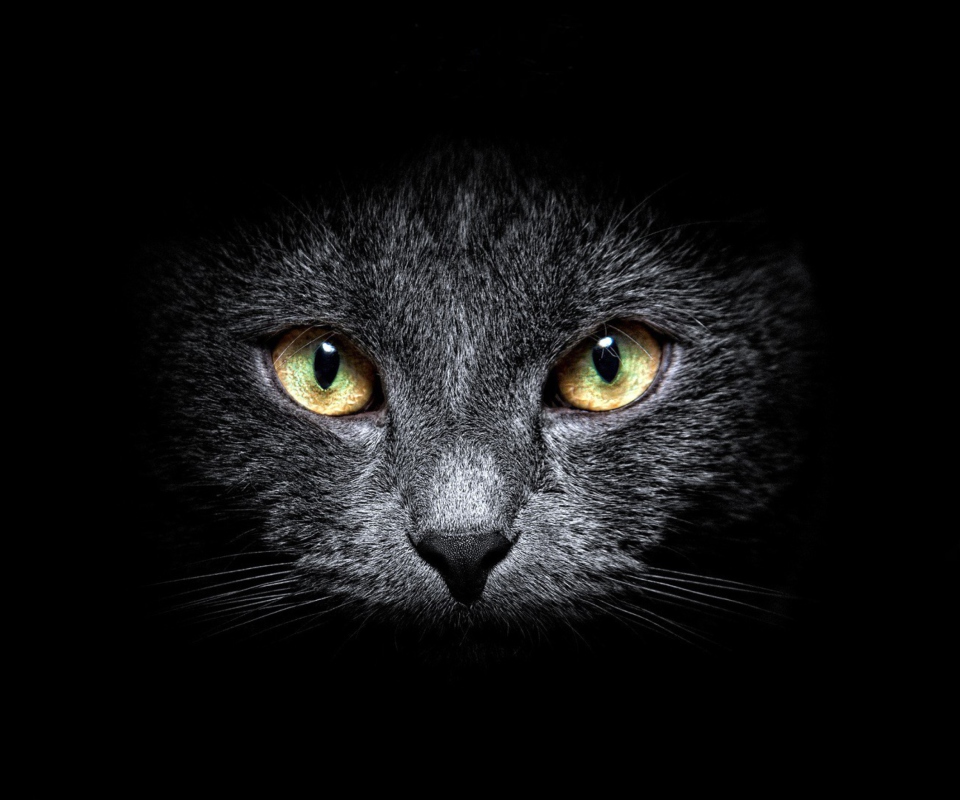 Das Black Cat In Dark Wallpaper 960x800