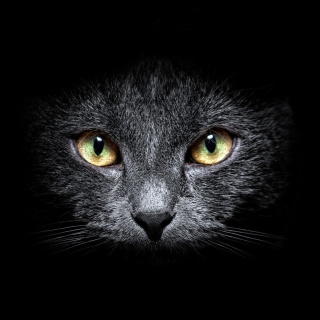 Kostenloses Black Cat In Dark Wallpaper für 2048x2048