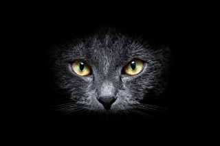 Black Cat In Dark - Obrázkek zdarma pro 2560x1600