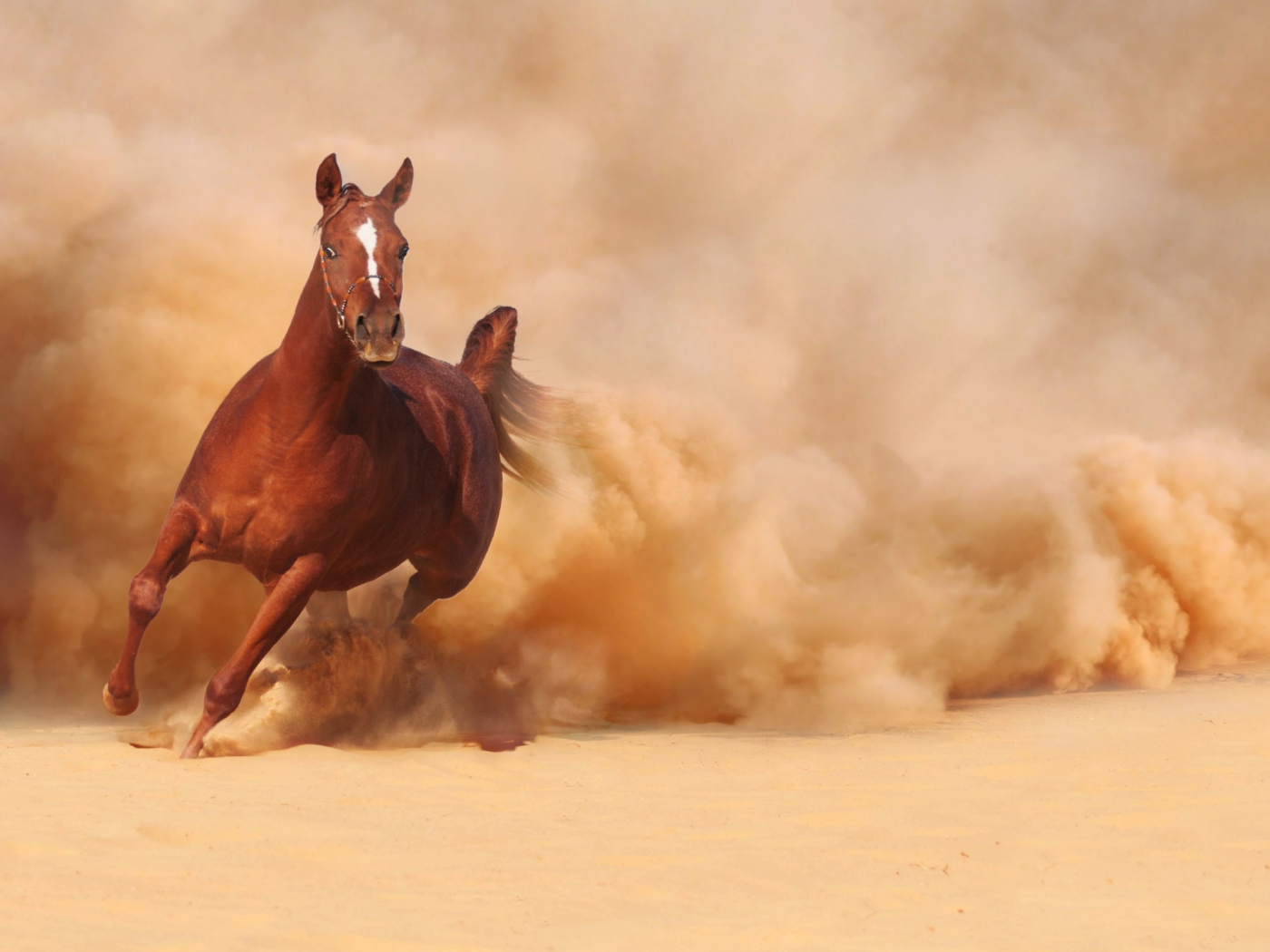 Screenshot №1 pro téma Horse Running Free And Fast 1400x1050