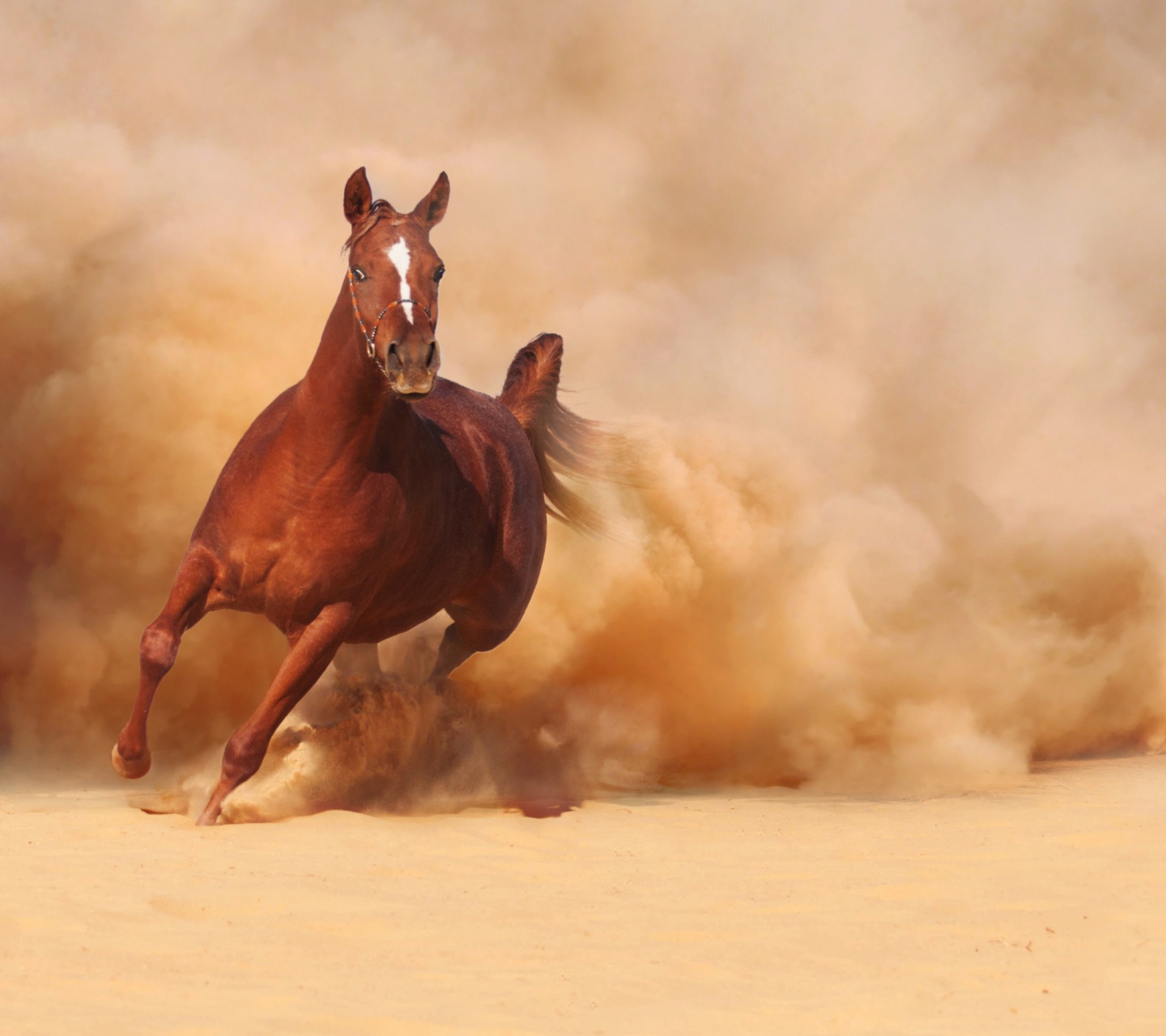 Das Horse Running Free And Fast Wallpaper 1440x1280