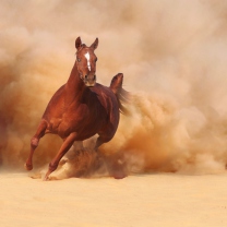 Das Horse Running Free And Fast Wallpaper 208x208