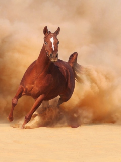 Horse Running Free And Fast wallpaper 240x320