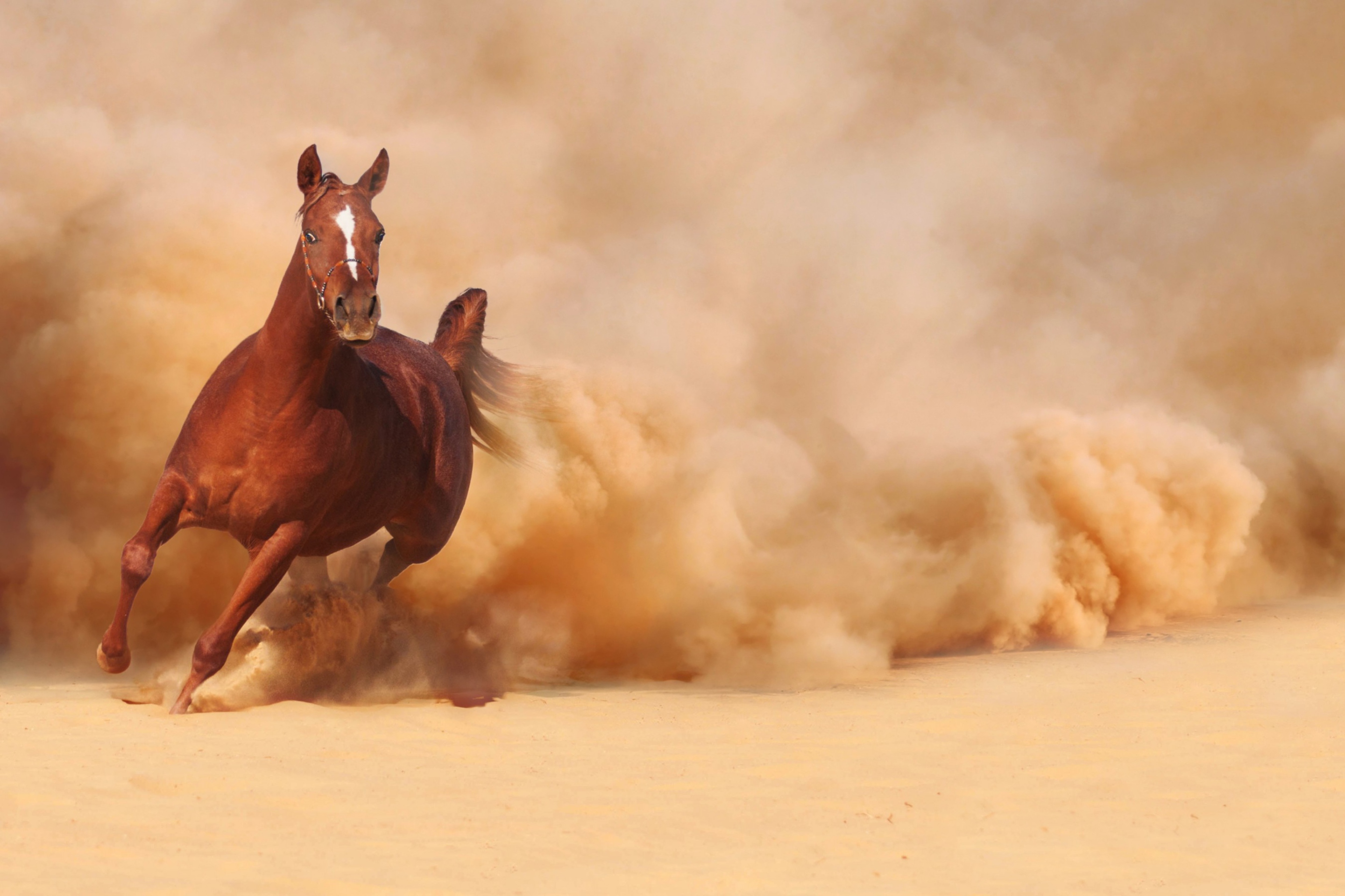 Das Horse Running Free And Fast Wallpaper 2880x1920