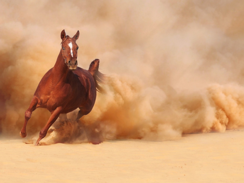 Обои Horse Running Free And Fast 800x600