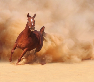 Horse Running Free And Fast - Obrázkek zdarma pro 128x128