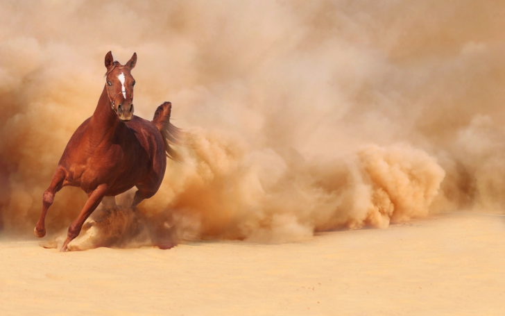 Das Horse Running Free And Fast Wallpaper