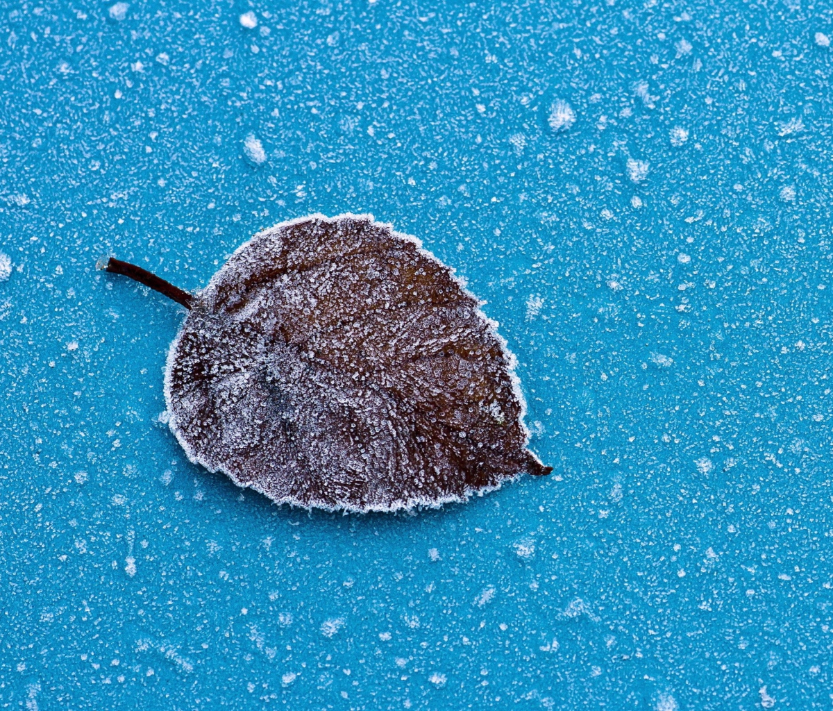 Screenshot №1 pro téma Frozen Leaf 1200x1024