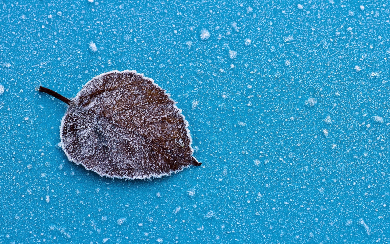 Frozen Leaf wallpaper 1280x800